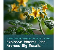 Close-up of yellow tomato flowers and buds with text overlay about explosive blooms.