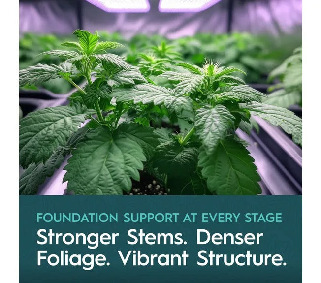 Young cannabis plants grow under LED lights, with text promoting strong stems, dense foliage, and vibrant structure.