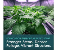 Young cannabis plants grow under LED lights, with text promoting strong stems, dense foliage, and vibrant structure.