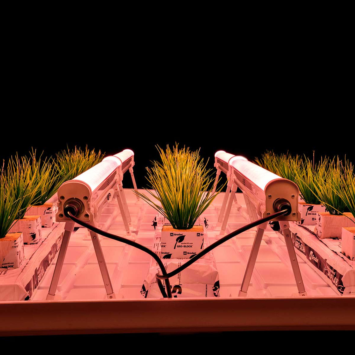 Artificial grow lights illuminate rows of plants in a hydroponic system.