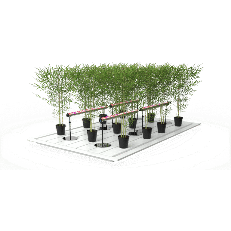 Hydroponic grow system with potted bamboo-like plants, under-canopy LED lights on a white platform.