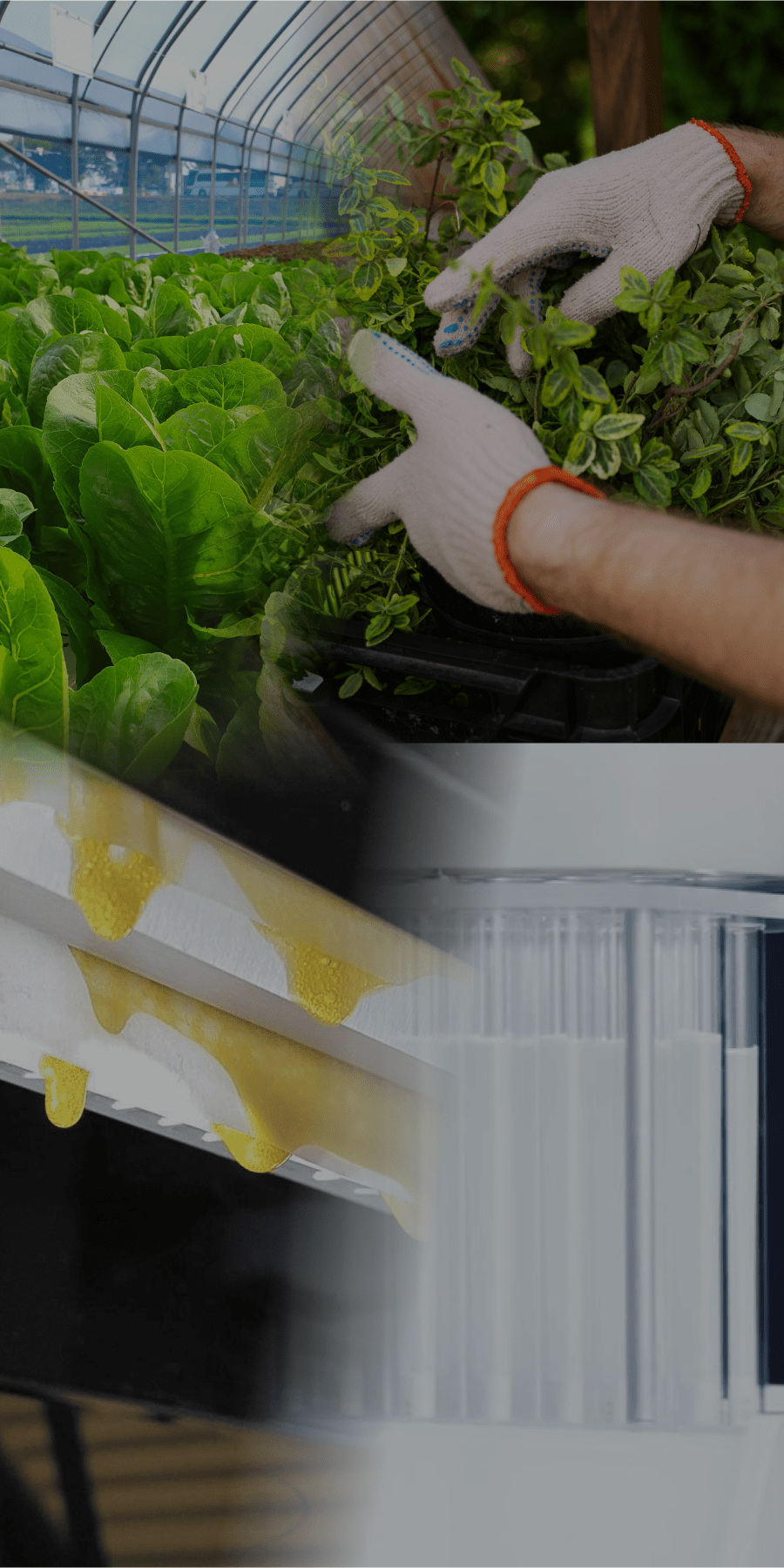 Gloved hands cultivating greenhouse plants, and industrial processing equipment with yellow liquid.