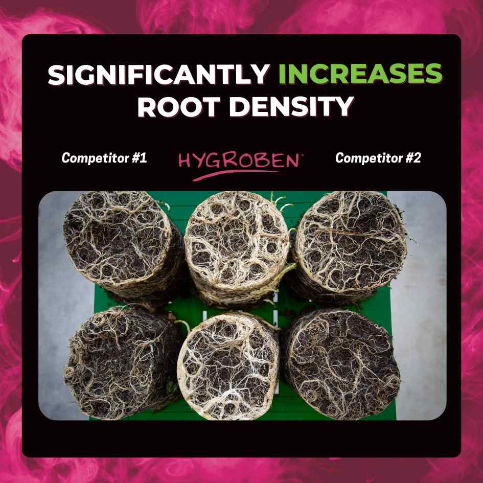 Hygroben boosts root density significantly compared to competitors. See the vibrant root systems.