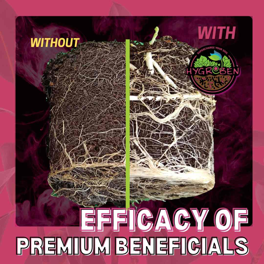 Hygrozyme Hygroben roots comparison: roots without vs. with Hygroben show denser root systems.