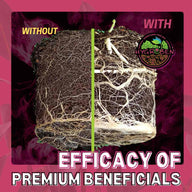 Hygrozyme Hygroben roots comparison: roots without vs. with Hygroben show denser root systems.