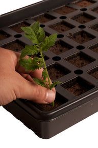 Hand planting a small tomato seedling into a seedling tray filled with dark soil.