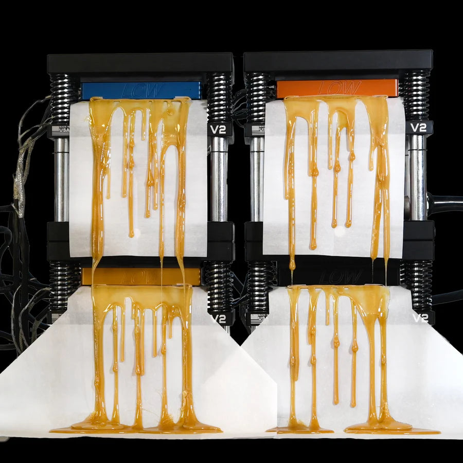 Rosin drips from four connected presses, creating a textured, amber cascade.