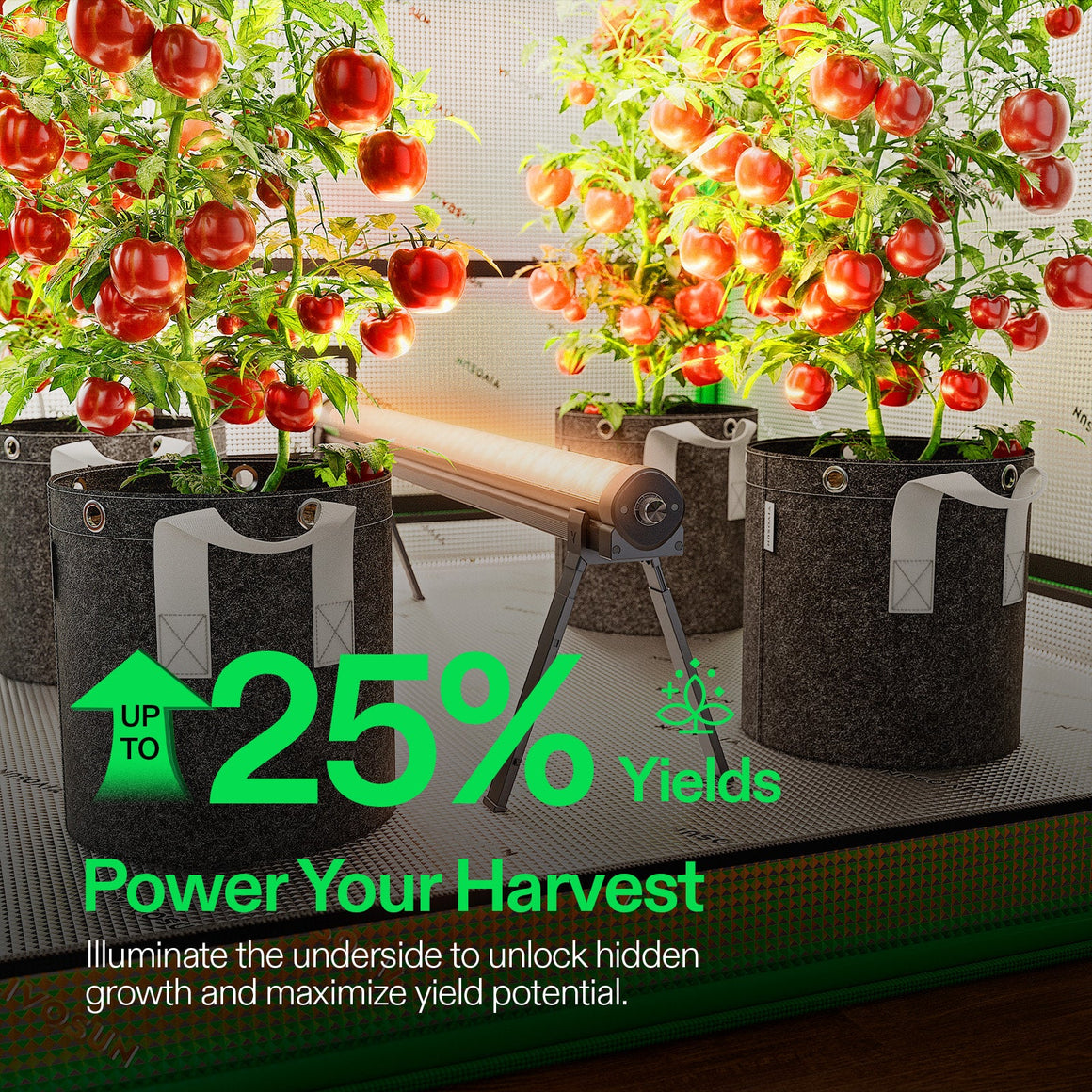 Red tomato plants in grey fabric grow bags, illuminated by an under-canopy LED grow light to boost yields indoors.