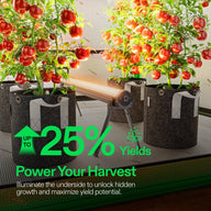 Red tomato plants in grey fabric grow bags, illuminated by an under-canopy LED grow light to boost yields indoors.