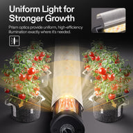 LumaRay under-canopy grow light with prism optics uniformly illuminating fruit-laden tomato plants in grow bags.