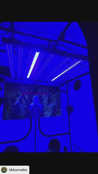 Person wearing a hoodie with a leaf symbol stands in a room with blue lights and what appears to be a banner.
