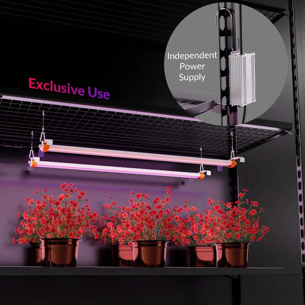 Purple LED grow lights illuminate red potted flowers on a black shelf, featuring an independent power supply for exclusive use.