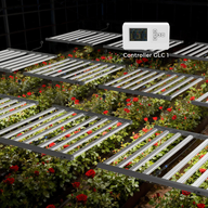 MedicGrow full spectrum LED grow lights above red roses with controller.