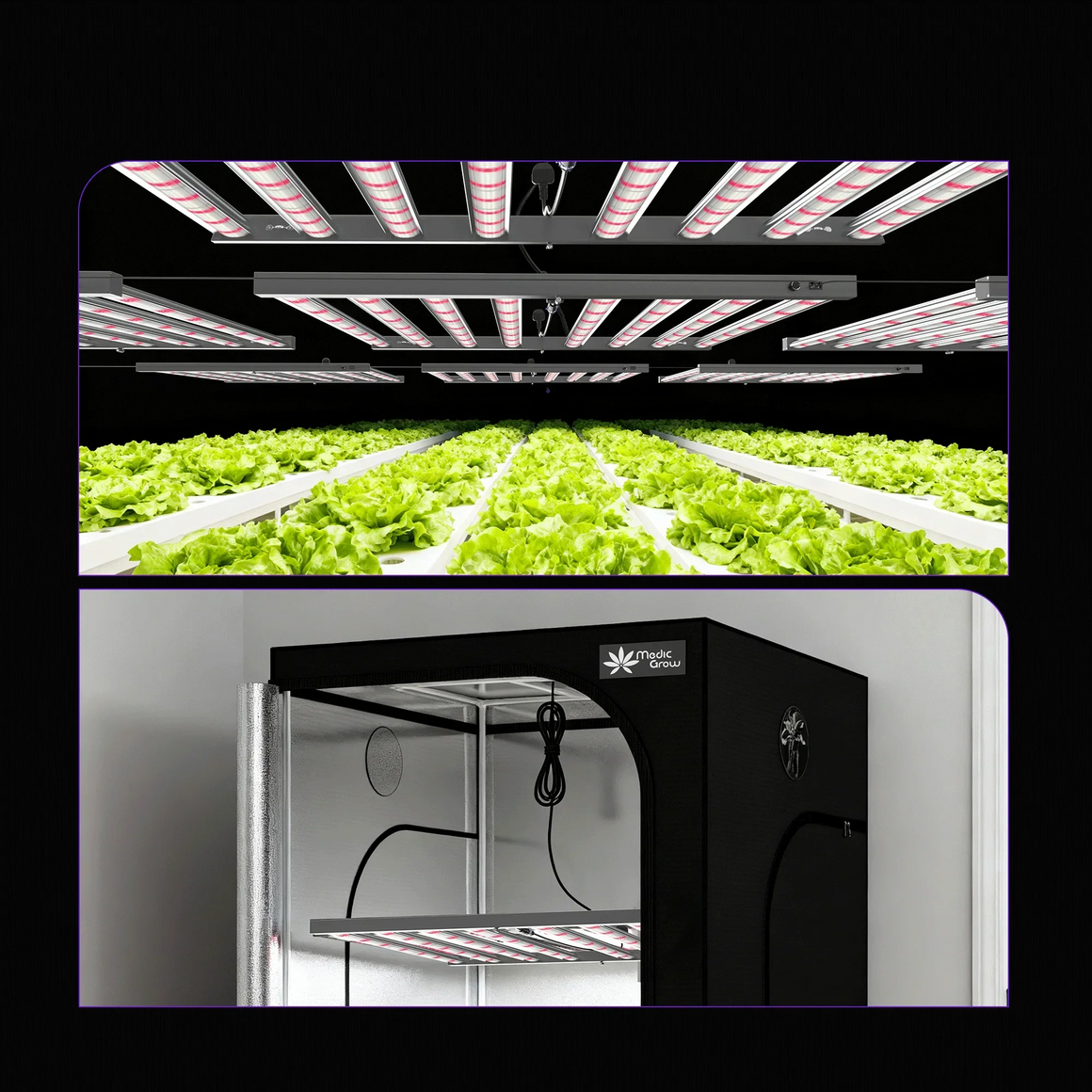 Full spectrum LED grow lights illuminate rows of leafy green lettuce in a hydroponic system.