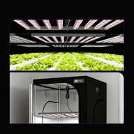 Full spectrum LED grow lights illuminate rows of leafy green lettuce in a hydroponic system.