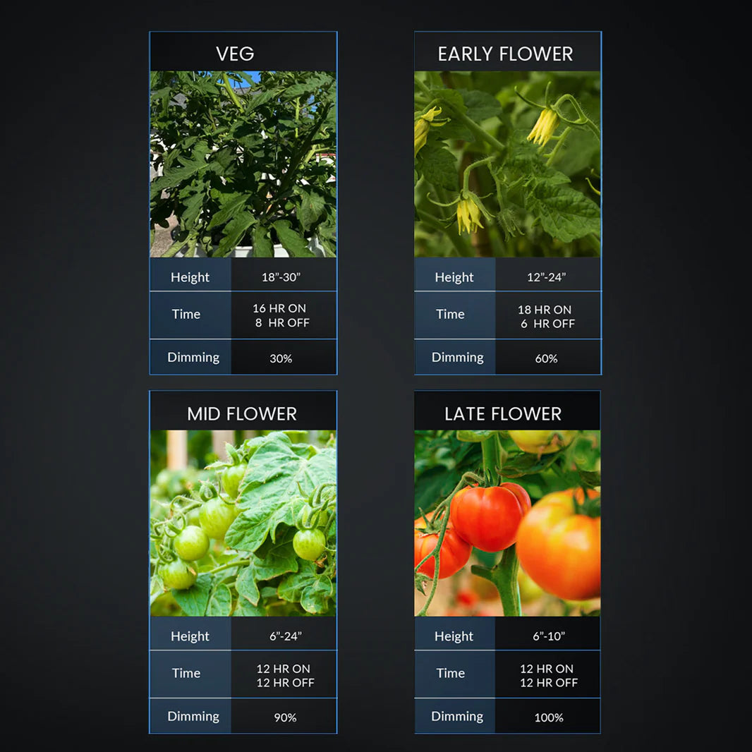 Diagram showing four stages of tomato plant growth (veg, early, mid, late flower) with recommended LED grow light settings.