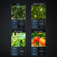 Diagram showing four stages of tomato plant growth (veg, early, mid, late flower) with recommended LED grow light settings.