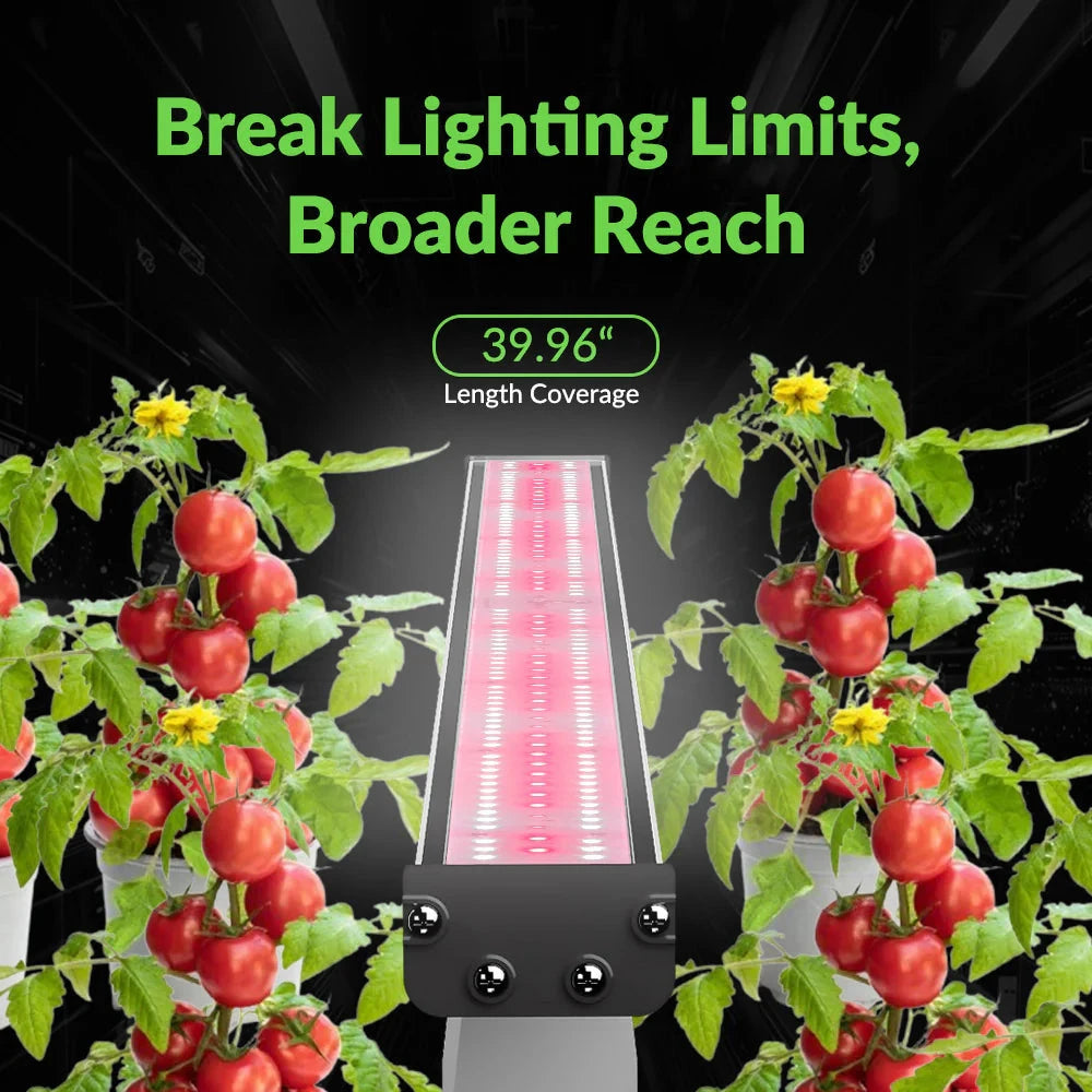 Broad reach red LED grow light illuminates two tomato plants with red tomatoes and yellow flowers. 39.96" length.