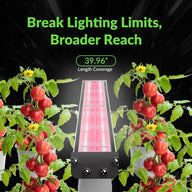 Broad reach red LED grow light illuminates two tomato plants with red tomatoes and yellow flowers. 39.96