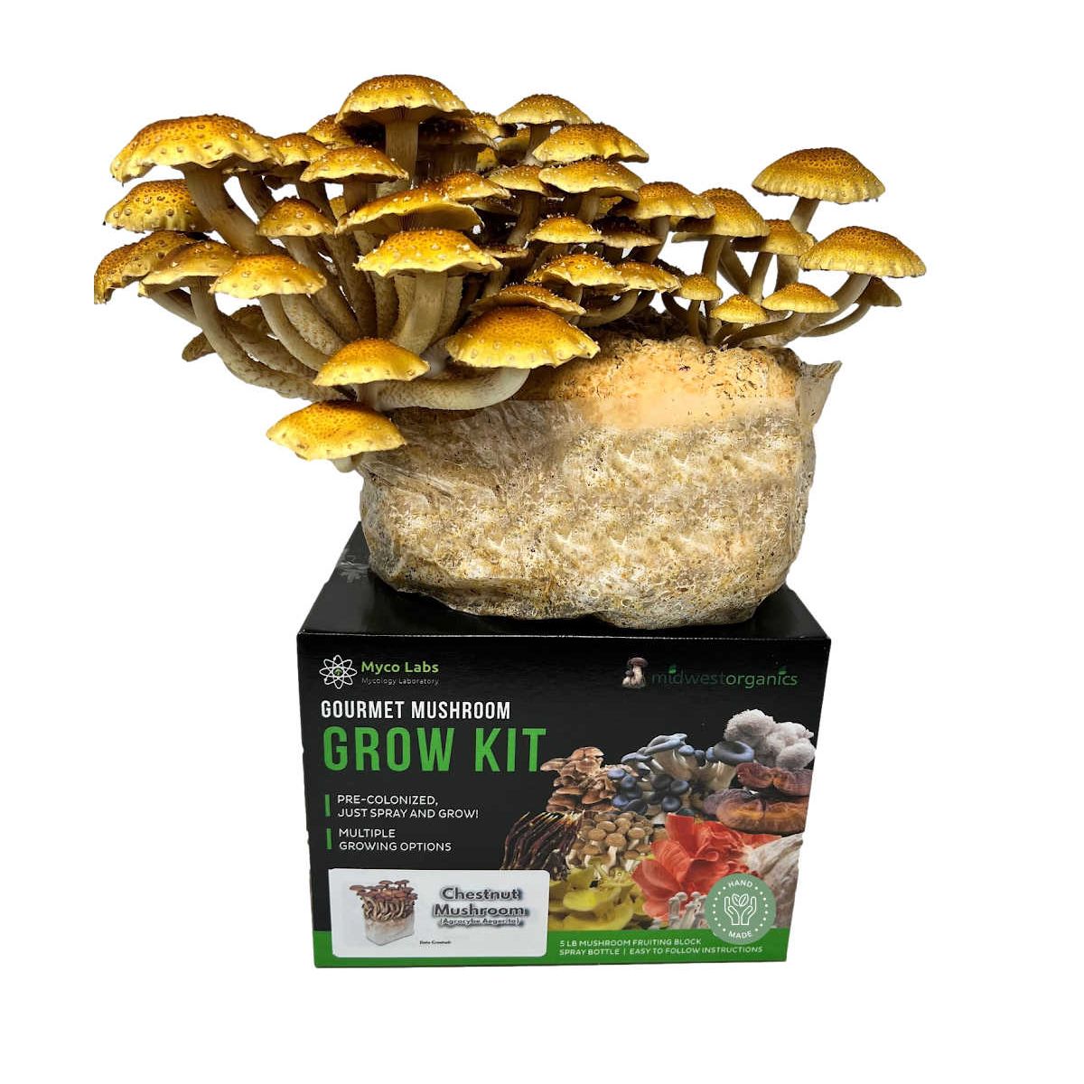 Vibrant golden-brown chestnut mushrooms fruiting from a 5lb grow kit block, on a Midwest Organics box.