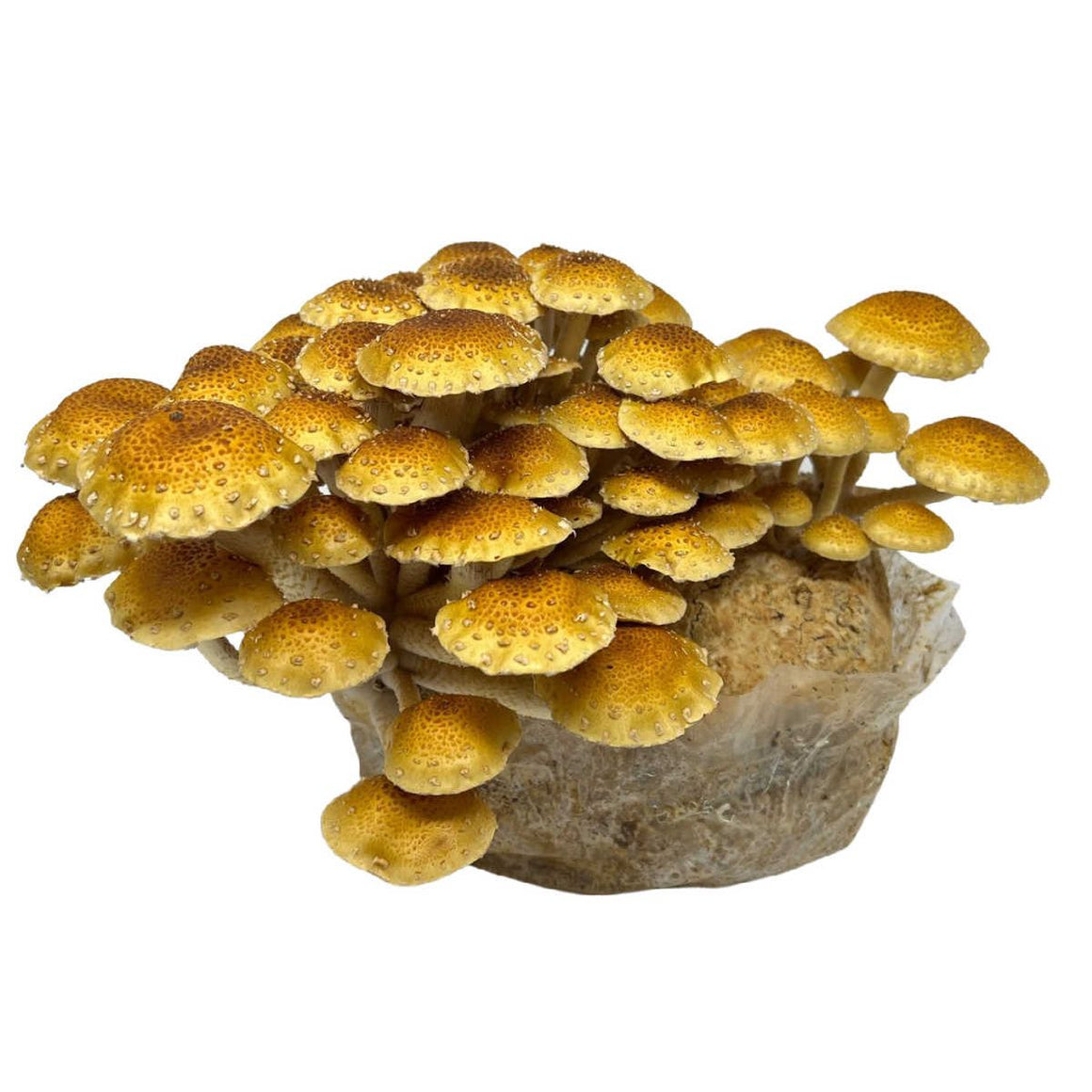 Midwest Grow Kits Chestnut Mushroom Grow Kit (5lbs)