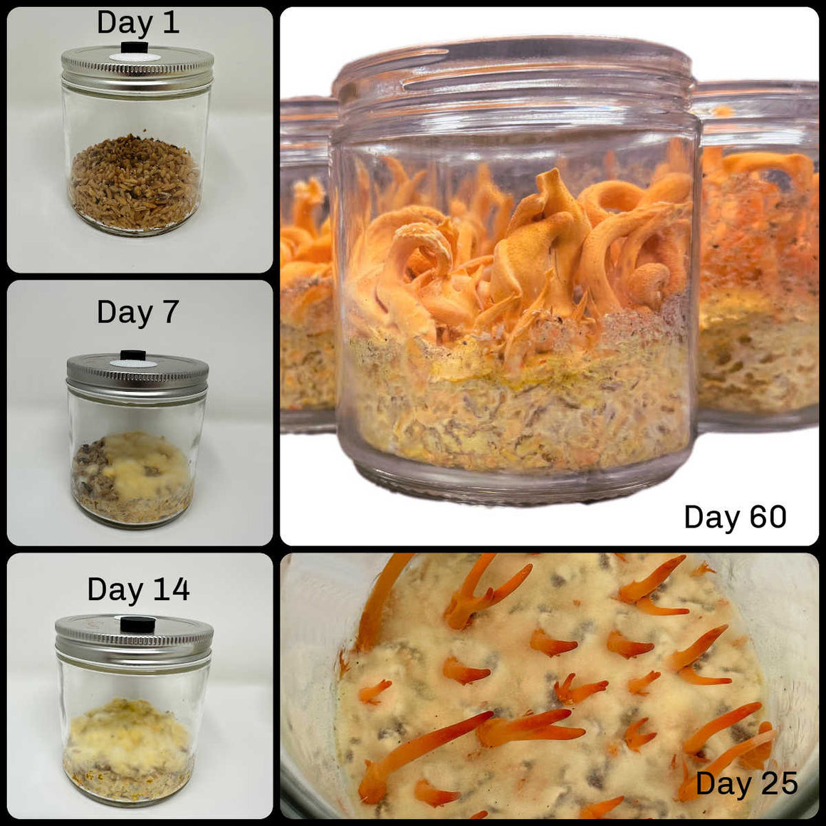 Midwest Grow Kits Cordyceps Militaris Complete Grow Kit (16oz Jar)