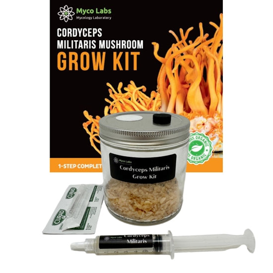 Midwest Grow Kits Cordyceps Militaris Complete Grow Kit (16oz Jar)