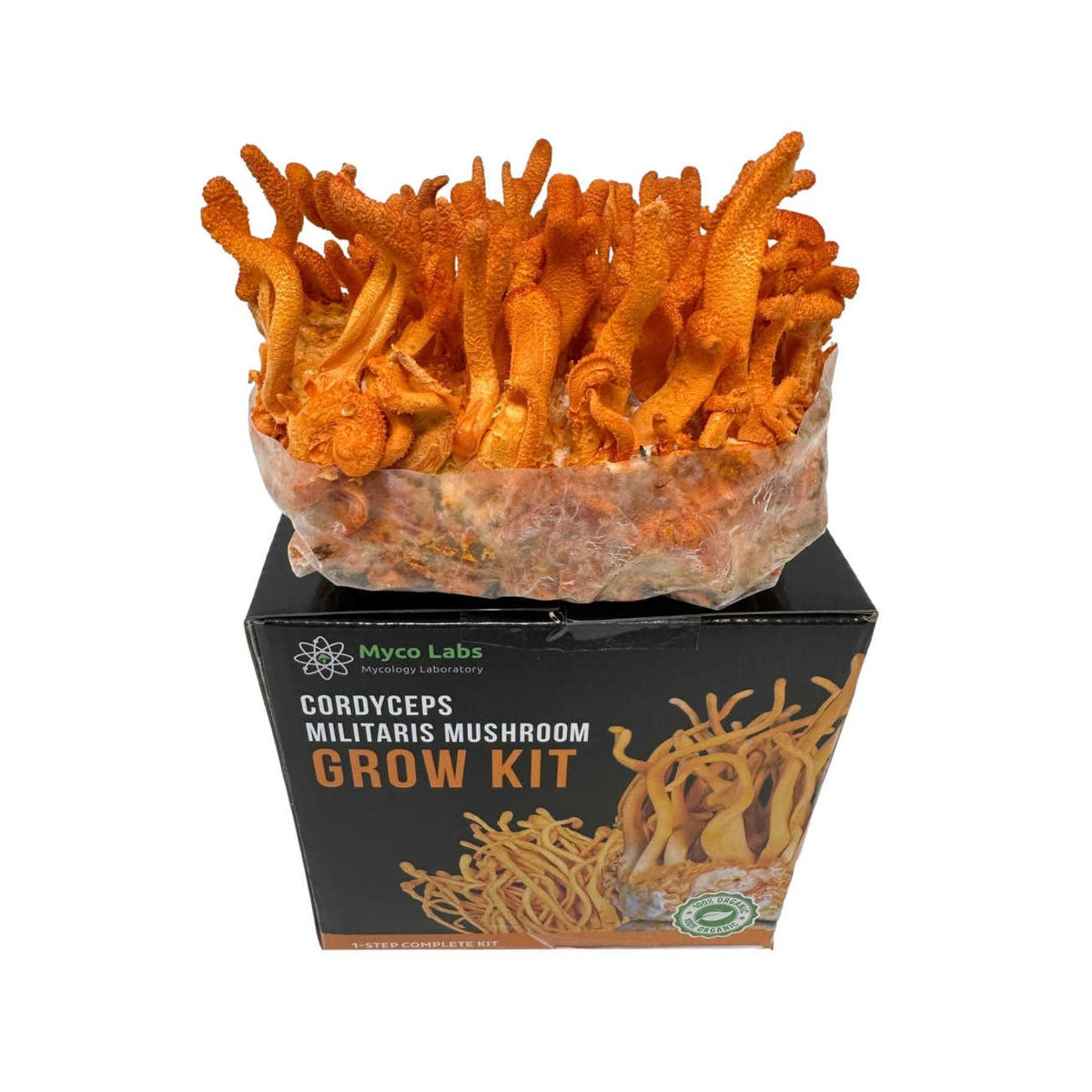 Vibrant orange Cordyceps militaris mushrooms growing from a spawn bag on a Myco Labs grow kit box.