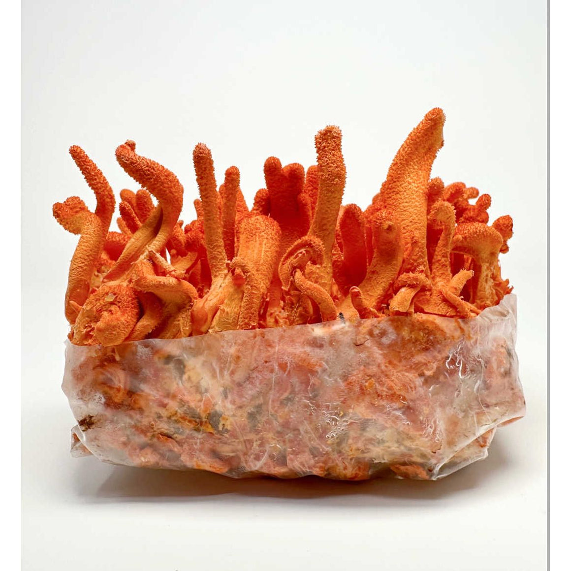 Midwest Grow Kits Cordyceps Militaris Ready To Grow Spawn Bag Grow Kit