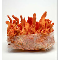 Midwest Grow Kits Cordyceps Militaris Ready To Grow Spawn Bag Grow Kit
