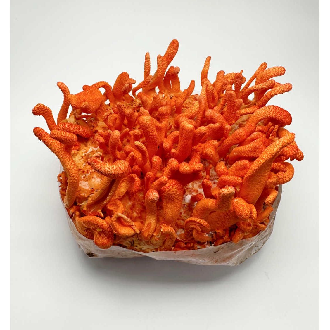 Midwest Grow Kits Cordyceps Militaris Ready To Grow Spawn Bag Grow Kit