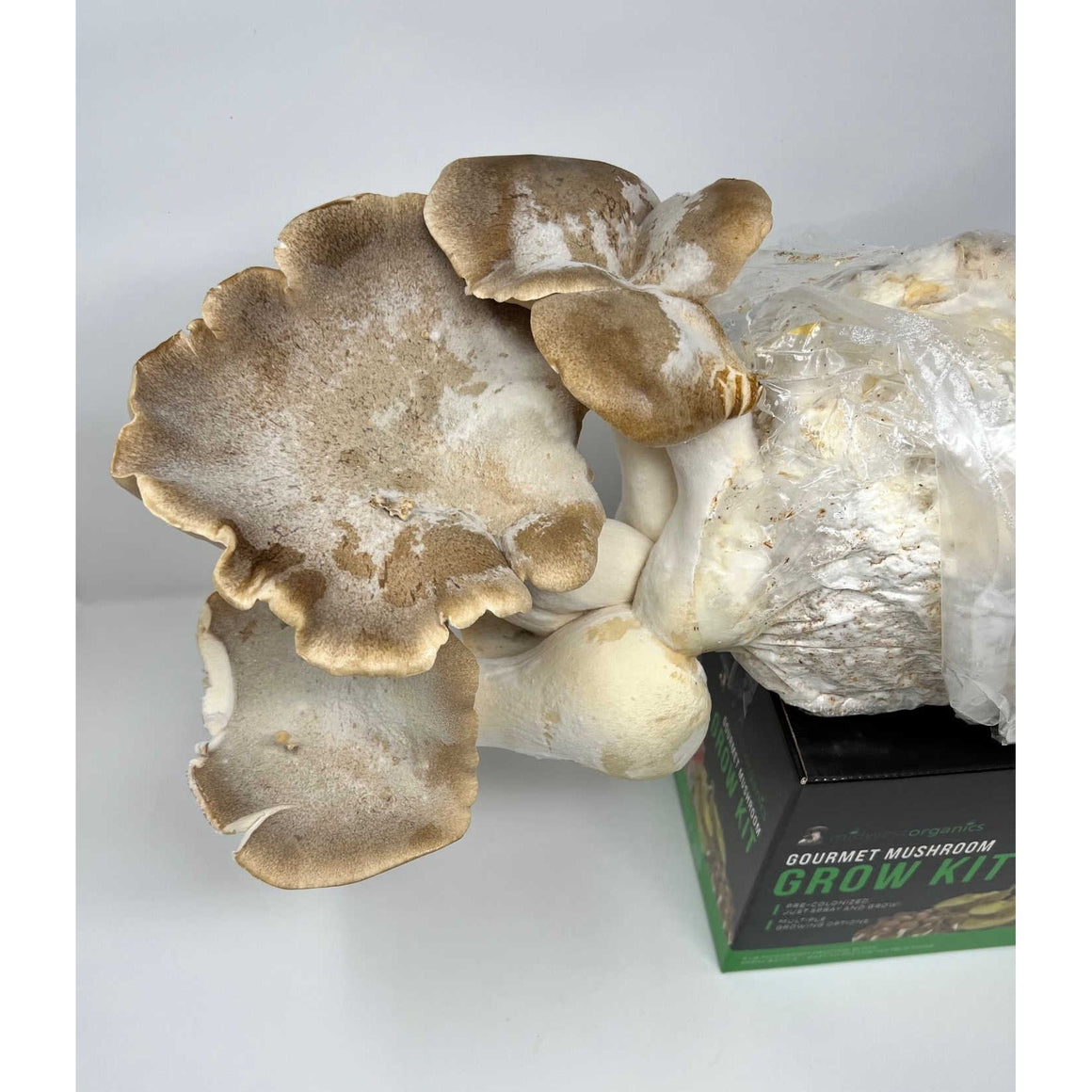 King Trumpet Oyster mushrooms growing from a Midwest Organics Gourmet Mushroom Grow Kit on a white background.