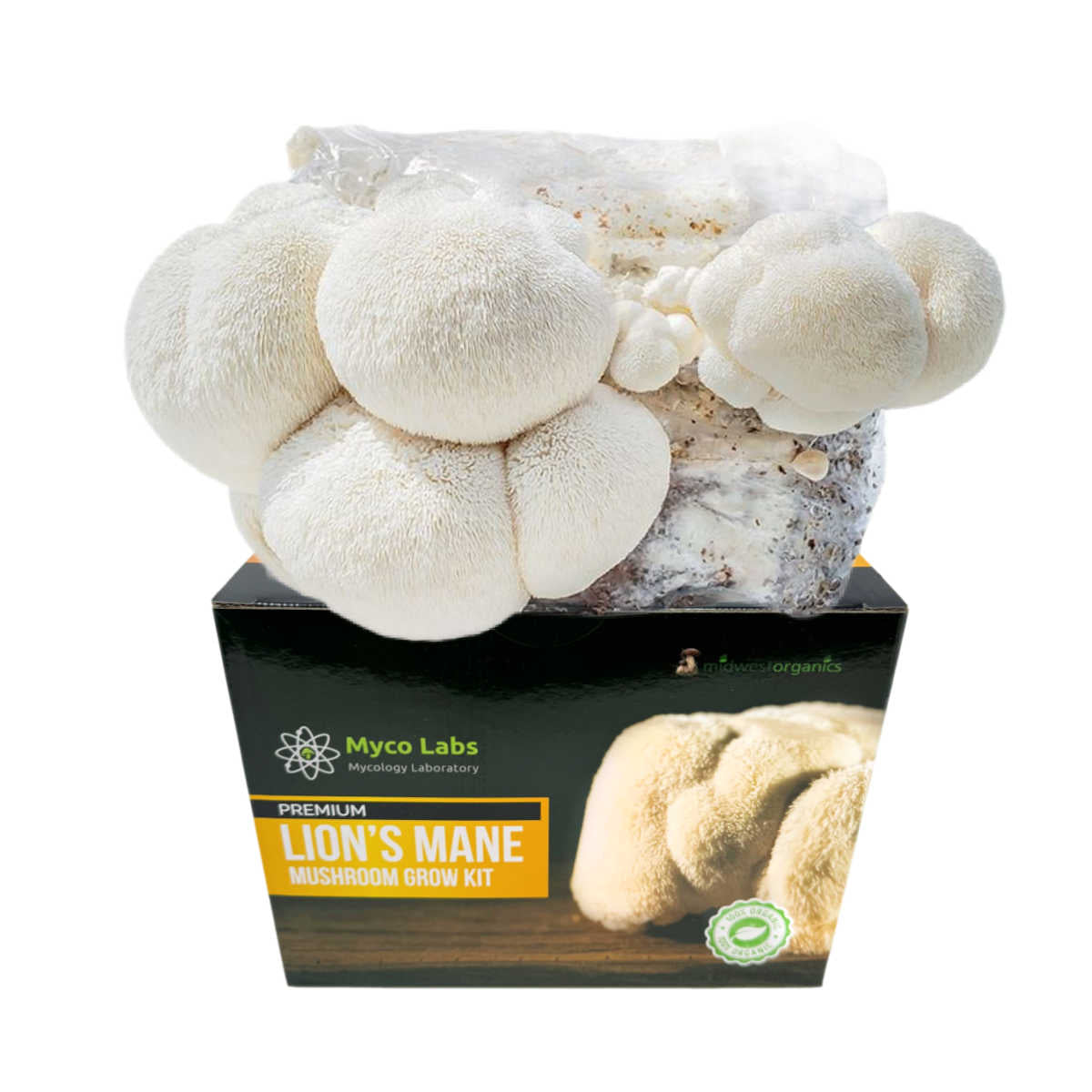 White, shaggy Lion's Mane mushrooms growing from a block on a Myco Labs Premium Mushroom Grow Kit box.