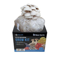 Midwest Grow Kits Pearl White Oyster Mushroom Grow Kit box with a fruiting block bursting with small white oyster mushrooms.