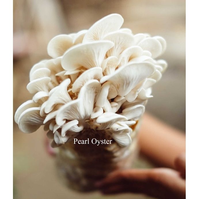 Large cluster of fresh white, fan-shaped Pearl Oyster mushrooms on a grow kit, gently held by hands.