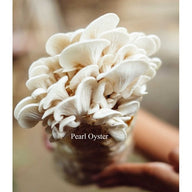 Large cluster of fresh white, fan-shaped Pearl Oyster mushrooms on a grow kit, gently held by hands.