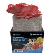 Pink oyster mushrooms growing from a block on a black Midwest Grow Kits Myco Labs oyster mushroom grow kit box.