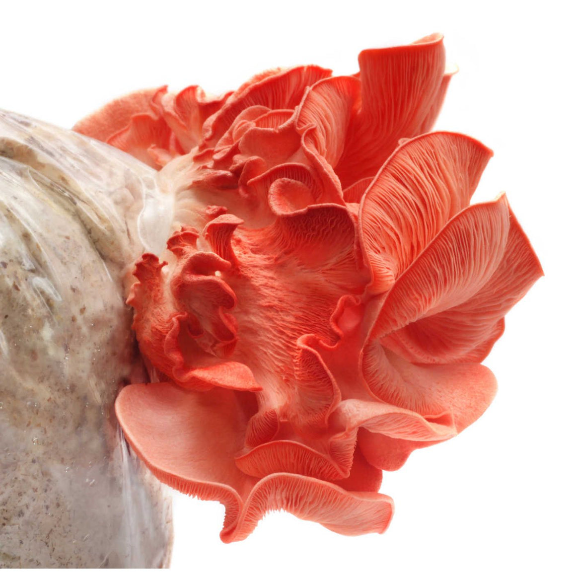 Vibrant pink oyster mushrooms growing from a beige mushroom grow kit in a clear plastic bag, isolated on white.