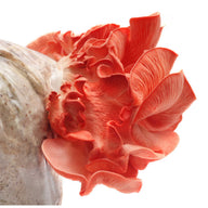 Vibrant pink oyster mushrooms growing from a beige mushroom grow kit in a clear plastic bag, isolated on white.