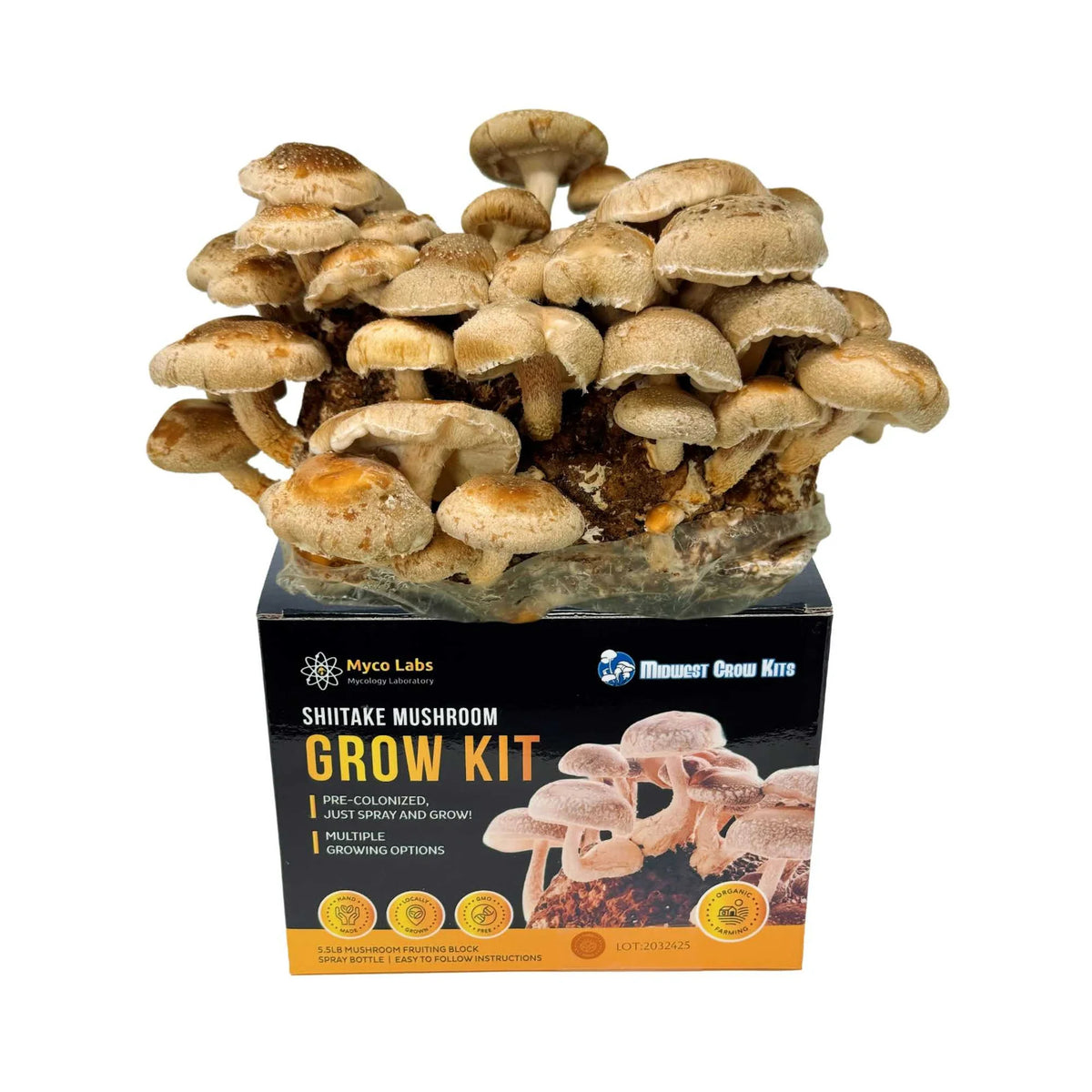 Midwest Grow Kits Shiitake mushroom grow kit showing a large cluster of light brown mushrooms growing from the block.
