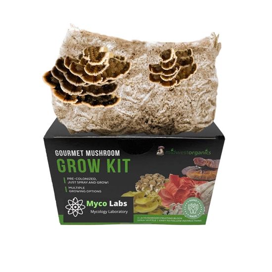 Midwest Organics Gourmet Mushroom Grow Kit with tan and brown Turkey Tail mushrooms fruiting from a black box.
