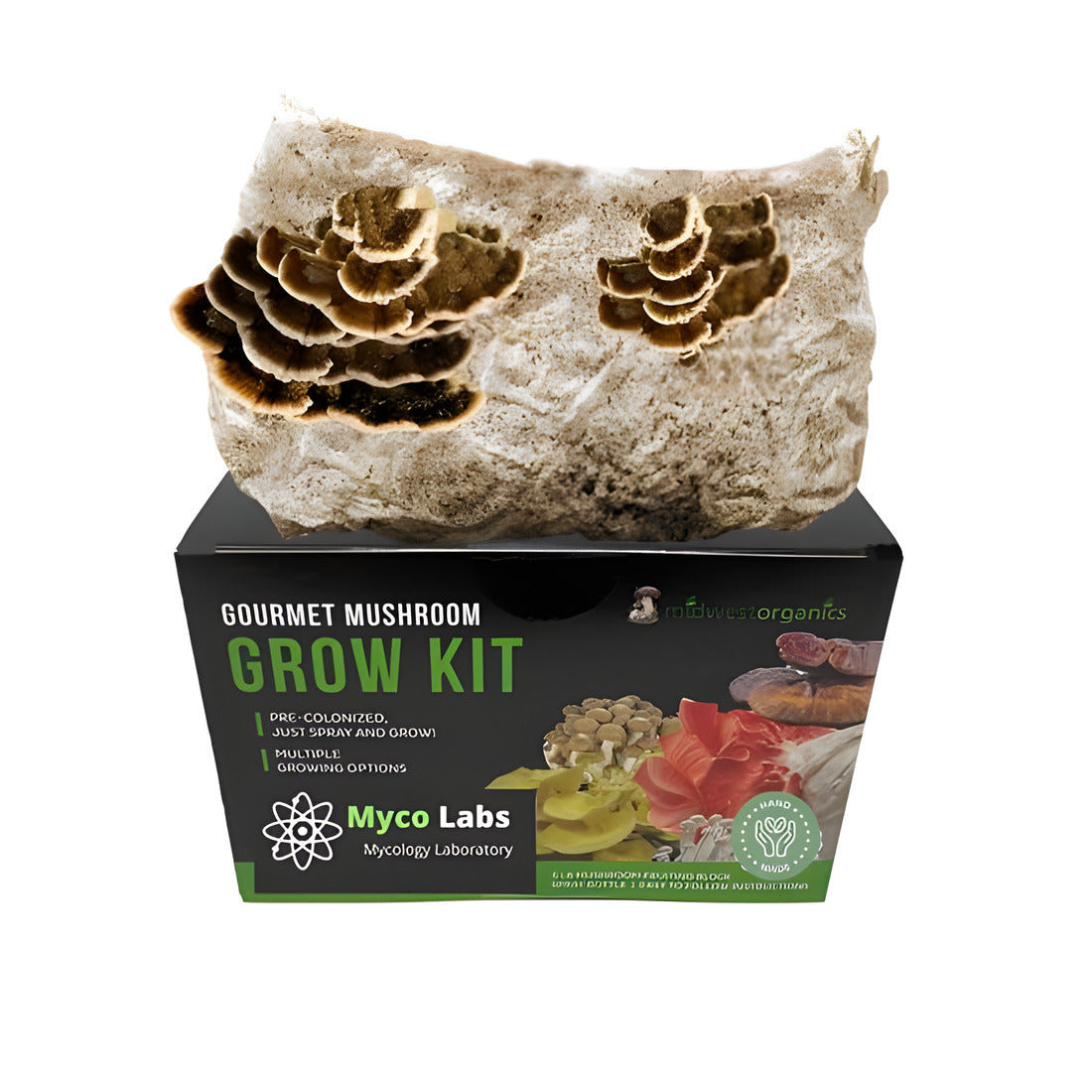 Midwest Organics Gourmet Mushroom Grow Kit with tan and brown Turkey Tail mushrooms fruiting from a black box.