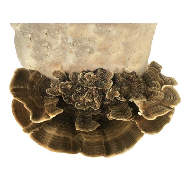 Turkey tail mushrooms with brown & tan concentric bands growing from a mushroom grow kit, isolated on white.