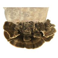 Turkey tail mushrooms with brown & tan concentric bands growing from a mushroom grow kit, isolated on white.