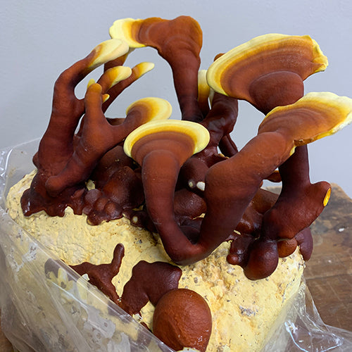Multiple shiny, red-brown Reishi mushrooms with yellow margins, growing on a mushroom kit substrate block.