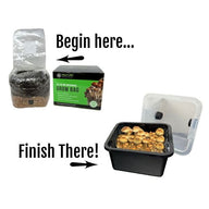 Mushroom grow kit steps: Myco Labs All-in-One Grow Bag to a monotub with fruiting mushrooms.