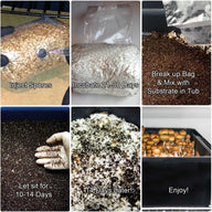 Mushroom cultivation: spore injection, mycelial growth, substrate mixing, fruiting, and harvest of golden mushrooms.