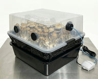 A mushroom grow tent with lush growth, humidity, and an air pump.
