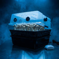 Cultivation of psilocybin mushrooms in a monotub with an air pump and humidifier.