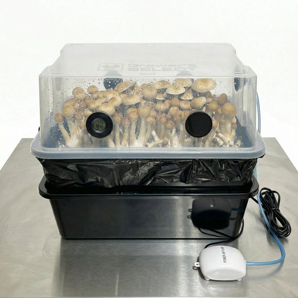 Clear plastic mushroom grow tent with mushrooms, hygrometer, and air pump.